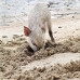 piglet_nusalavu_v_0705_0025.jpg